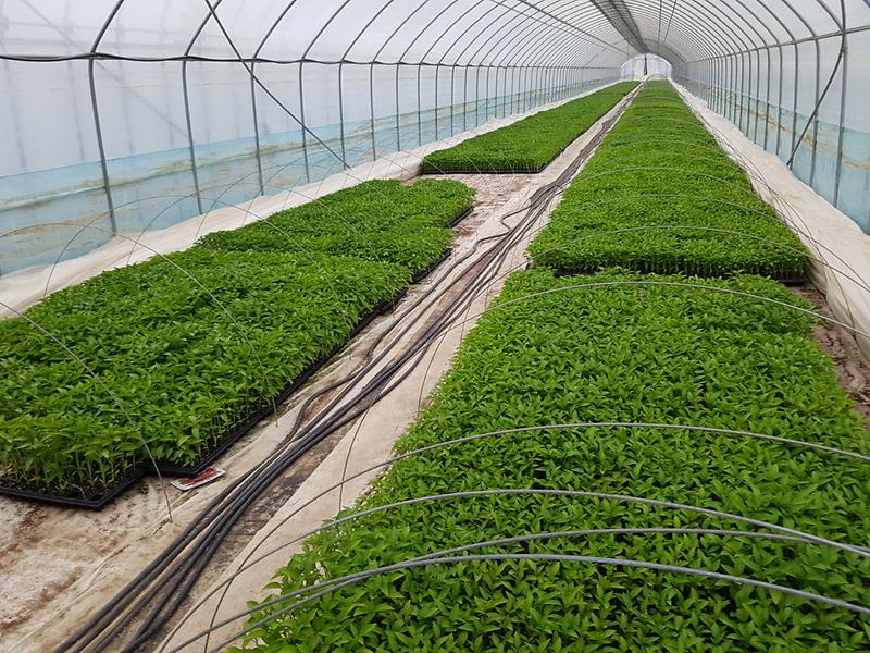 [크기변환]고추_육묘상